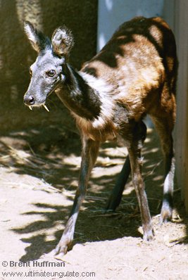 http://www.ultimateungulate.com/Images/Moschus_moschiferus/M_moschiferus1.jpg