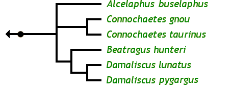 The Alcelaphinae Family Tree: &nbsp;Alcelaphus buselaphus Common hartebeest Alcelaphus caama Red hartebeest Alcelaphus lichtensteinii Lichtenstein's hartebeest Beatragus hunteri Hunter's hartebeest, hirola Connochaetes gnou White-tailed gnu, black wildebeest Connochaetes taurinus Brindled gnu, blue wildebeest Damaliscus korrigum Korrignum, topi Damaliscus lunatus Tsessebe Damaliscus pygargus Bontebok, blesbok Damaliscus superstes Bangweulu tsessebe