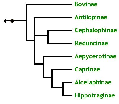 The Bovid Family Tree; Aepycerotinae Alcelaphinae Antilopinae Bovinae Caprinae Cephalophinae Hippotraginae Reduncinae