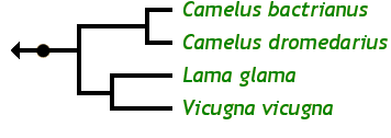 The Camelid Family Tree: Camelus bactrianus Bactrian camel Camelus dromedarius Dromedary, Arabian camel Lama glama Llama, guanaco Vicugna vicugna Vicu&ntilde;a