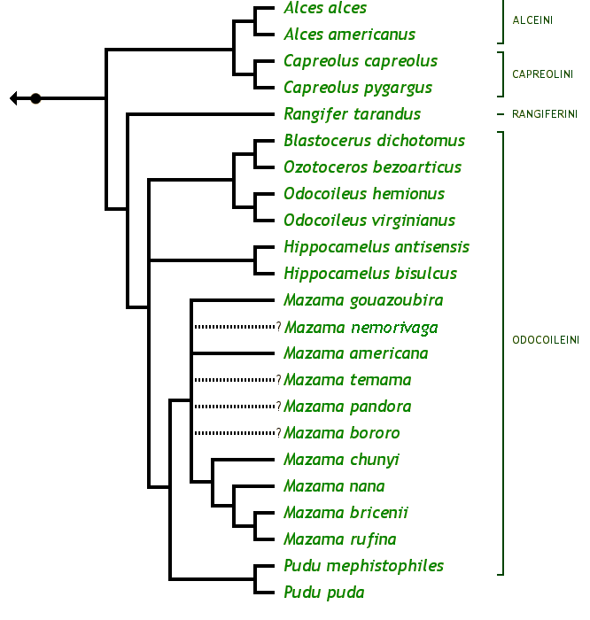 The Capreolini Family Tree: &nbsp;Alces alces European elk Alces americanus American moose Blastocerus dichotomus Marsh deer Capreolus capreolus European roe deer Capreolus pygargus Siberian roe deer Hippocamelus antisensis Peruvian guemal, Taruca Hippocamelus bisulcus Chilean guemal, South Andean huemul Mazama americana Red brocket Mazama bororo Bororo, small red brocket Mazama bricenii Grey dwarf brocket Mazama chunyi Dwarf brocket Mazama gouazoubira Brown brocket Mazama nana Lesser brocket Mazama pandora Yucatan brown brocket Mazama rufina Little red brocket Mazama temama Mexican red brocket Odocoileus hemionus Mule deer Odocoileus virginianus White-tailed deer Ozotoceros bezoarticus Pampas deer Pudu mephistophiles Northern pudu Pudu puda Southern pudu Rangifer tarandus Caribou, reindeer