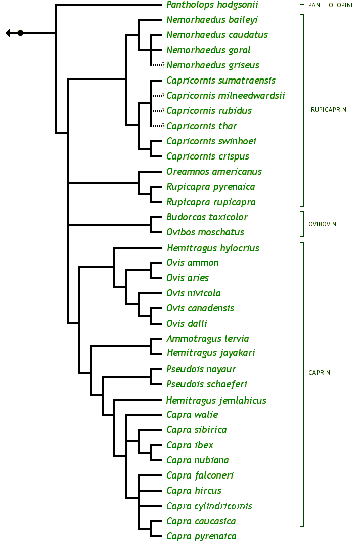 The Caprinae Family Tree:  Ammotragus lervia Aoudad, Barbary sheep Budorcas taxicolor Takin Capra caucasica Caucasian tur Capra falconeri Markhor Capra hircus Domestic goat Capra ibex Alpine ibex Capra nubiana Nubian ibex Capra pyrenaica Spanish ibex Capra sibirica Siberian ibex Capra walie Ethiopian ibex, Walia ibex Capricornis crispus Japanese serow Capricornis milneedwardsii Chinese serow Capricornis rubidus Red serow Capricornis sumatraensis Southern serow Capricornis swinhoei Formosan serow Capricornis thar Himalayan serow Hemitragus hylocrius Nilgiri tahr Hemitragus jayakari Arabian tahr Hemitragus jemlahicus Himalayan tahr Nemorhaedus baileyi Red goral Nemorhaedus caudatus Long-tailed goral Nemorhaedus goral Gray goral Nemorhaedus griseus Western Chinese goral Oreamnos americanus Rocky Mountain goat Ovibos moschatus Musk ox Ovis ammon Argali sheep Ovis aries Mouflon, domestic sheep Ovis canadensis Bighorn sheep Ovis dalli Dall's sheep Ovis nivicola Snow sheep, Siberian bighorn Pantholops hodgsonii Tibetan antelope, chiru Pseudois nayaur Bharal, Himalayan blue sheep Pseudois schaeferi Dwarf blue sheep Rupicapra pyrenaica Pyrenean chamois Rupicapra rupicapra Chamois