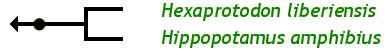The Hippopotamidae Family Tree: Hexaprotodon liberiensi Pygmy hippopotamus Hippopotamus amphibius River hippopotamus