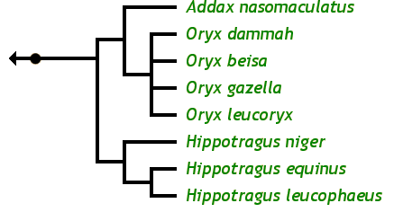 The Hippotraginae Family Tree: Addax nasomaculatus Addax Hippotragus equinus Roan antelope Hippotragus leucophaeus Blue buck, blaubok Hippotragus niger Sable antelope Oryx beisa Beisa oryx, East African oryx Oryx dammah Scimitar-horned oryx Oryx gazella Gemsbok, South African oryx Oryx leucoryx Arabian oryx