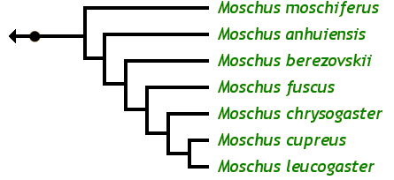 The Musk Deer Family Tree: Moschus anhuiensis Anhui musk deer Moschus berezovskii Forest musk deer Moschus chrysogaster Himalayan musk deer Moschus cupreus Kashmir musk deer Moschus fuscus Black musk deer Moschus leucogaster White-bellied musk deer Moschus moschiferus Siberian musk deer