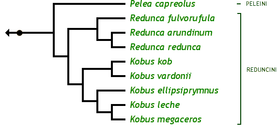 The Reduncinae Family Tree: Kobus ellipsiprymnus Waterbuck Kobus kob Kob Kobus leche Lechwe Kobus megaceros Nile lechwe, Mrs. Gray's lechwe Kobus vardonii Puku Pelea capreolus Rhebok Redunca arundinum Southern reedbuck Redunca fulvorufula Mountain reedbuck Redunca redunca Bohor reedbuck