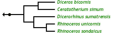 The Rhinoceros Family Tree: Ceratotherium simum White rhinoceros Dicerorhinus sumatrensis Sumatran rhinoceros Diceros bicornis Black rhinoceros Rhinoceros sondaicus Javan rhinoceros Rhinoceros unicornis Indian rhinoceros