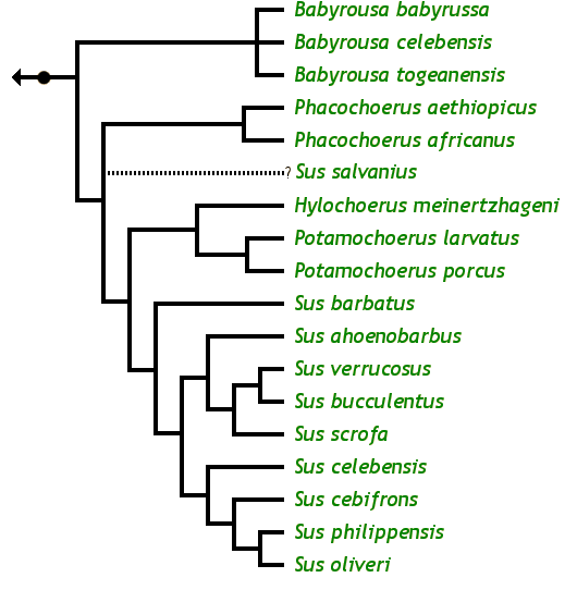 The Pig Family Tree: Babyrousa babyrussa Golden babirusa Babyrousa bolabatuensis Bola Batu babirusa Babyrousa celebensis Sulawesi babirusa Babyrousa togeanensis Togian babirusa Hylochoerus meinertzhageni Giant forest hog Phacochoerus aethiopicus Desert warthog Phacochoerus africanus Common warthog Potamochoerus larvatus Bush pig Potamochoerus porcus Red river hog Sus ahoenobarbus Palawan bearded pig Sus barbatus Bornean bearded pig Sus bucculentus Heude's pig, Vietnam warty pig Sus cebifrons Visayan warty pig Sus celebensis Celebes pig, Sulawesi warty pig Sus oliveri Mindoro warty pig Sus philippensis Philippine warty pig Sus salvanius Pygmy hog Sus scrofa Eurasian wild pig Sus verrucosus Javan warty pig