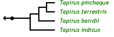The Tapir Family Tree: Tapirus bairdii Baird's tapir, Central American tapir Tapirus indicus Asian tapir Tapirus pinchaque Mountain tapir Tapirus terrestris Brazilian tapir, Lowland tapir