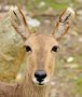 Mountain reedbuck (Redunca fulvorufula)