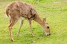 Mountain reedbuck (Redunca fulvorufula)