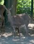 Mountain reedbuck (Redunca fulvorufula)