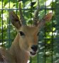 Mountain reedbuck (Redunca fulvorufula)