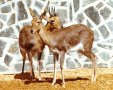 Mountain reedbuck (Redunca fulvorufula)