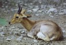 Mountain reedbuck (Redunca fulvorufula)