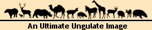 An Ultimate Ungulate Image