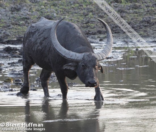 Asian Water Buffalo Asian Water Buffaloes Bubalus Bubalis Stock