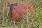 Black-fronted duiker (Cephalophorus nigrifrons)