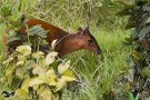 Black-fronted duiker (Cephalophorus nigrifrons)