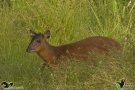 Black-fronted duiker (Cephalophorus nigrifrons)