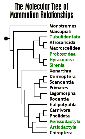Molecular Phylogeny of Mammals